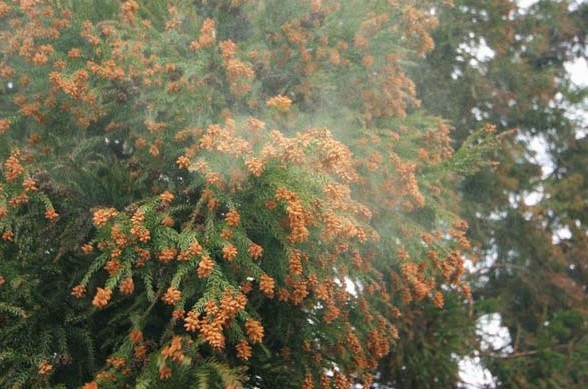 春木伸康の花粉情報 春木伸康のぶろぐ